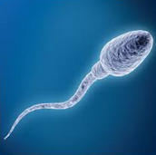 Sperma